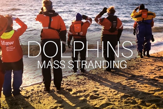 Dolphins Mass Stranding