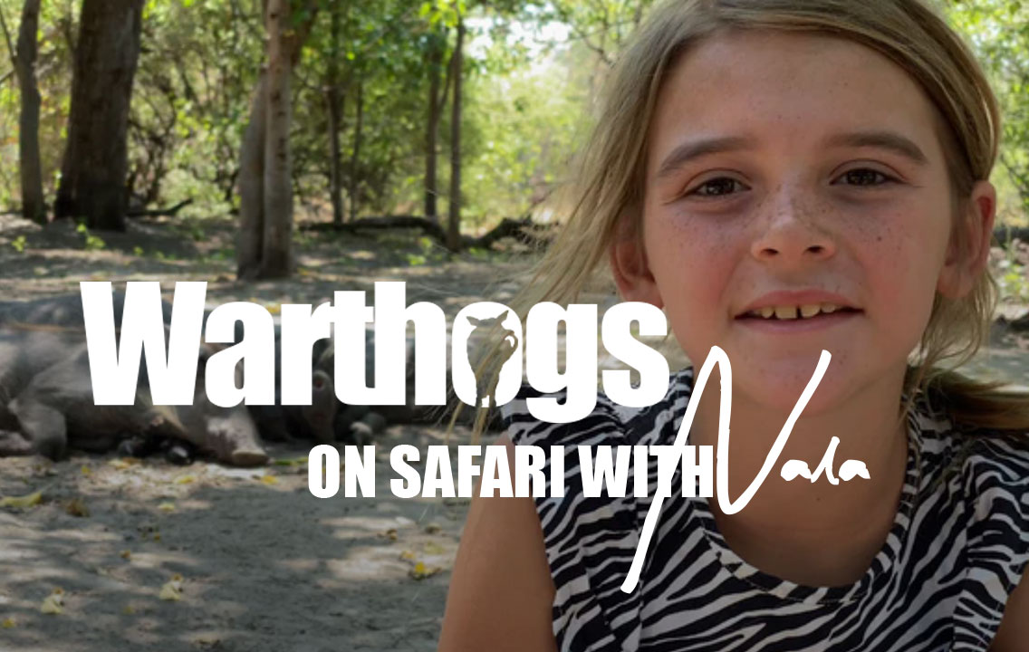 On Safari with Nala - Warthogs