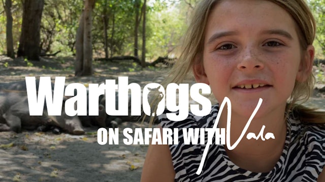 On Safari with Nala - Warthogs
