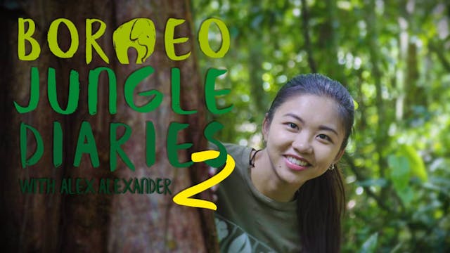 Borneo Jungle Diaries (Official Trailer)