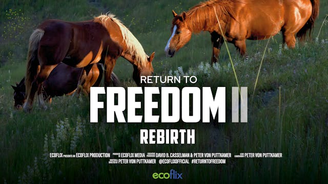 Return To Freedom 2 - Rebirth