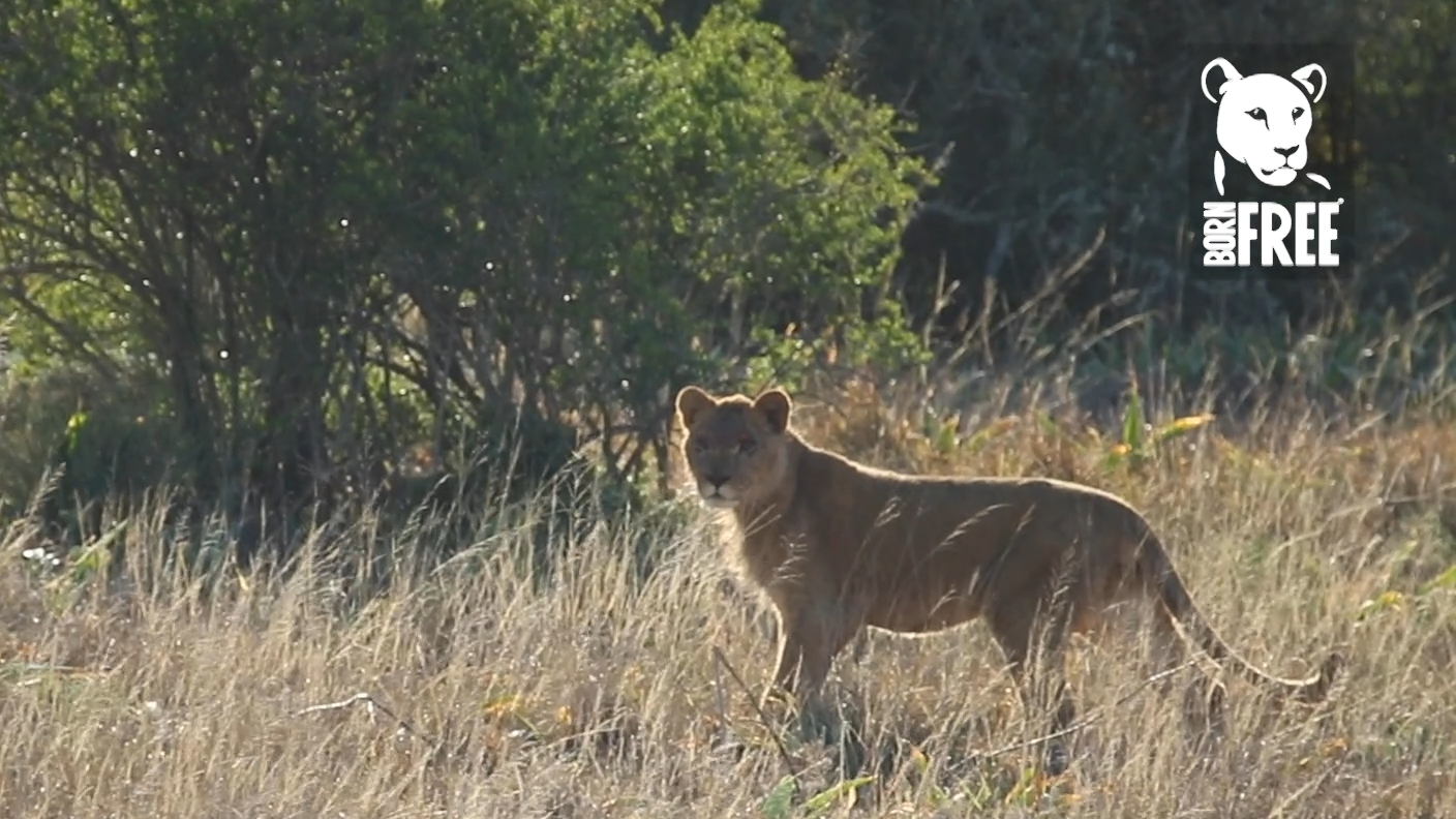 Release Of The King - Born Free