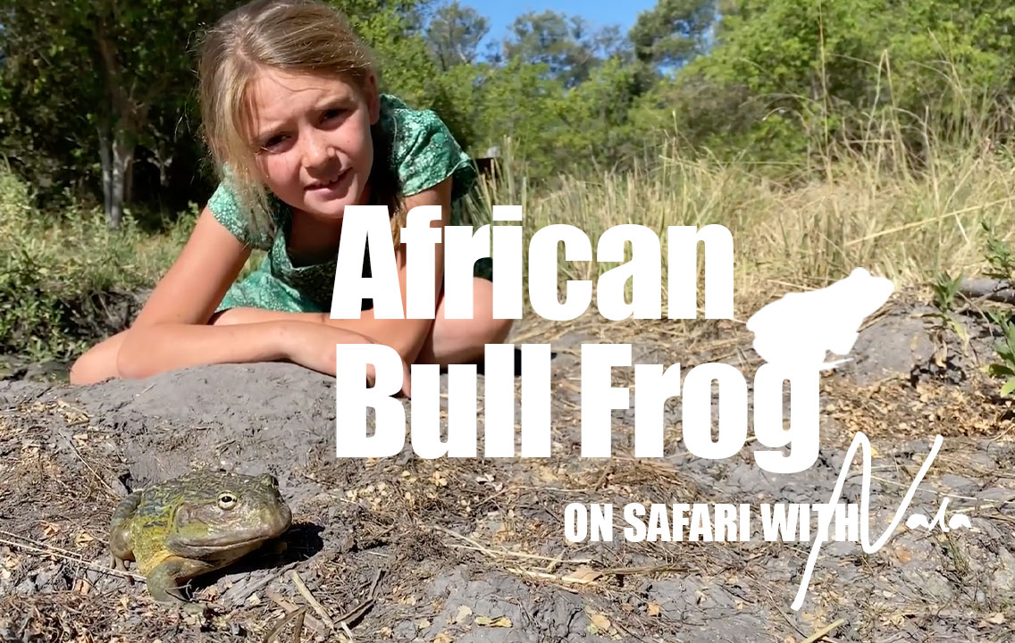 On Safari With Nala - African Bull Frog