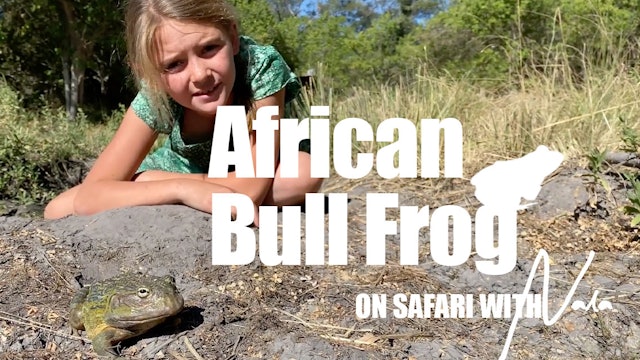 On Safari With Nala - African Bull Frog