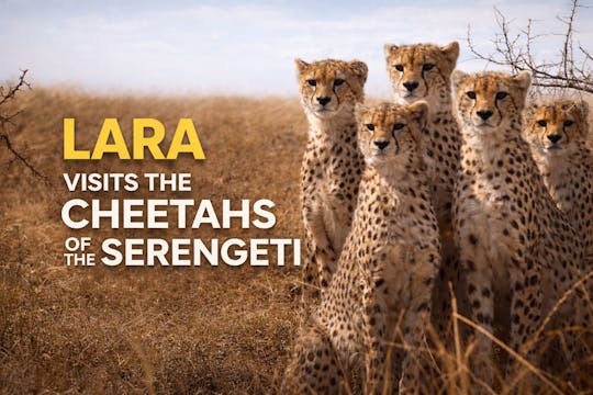 Lara Visits The Cheetahs Of The Seren...