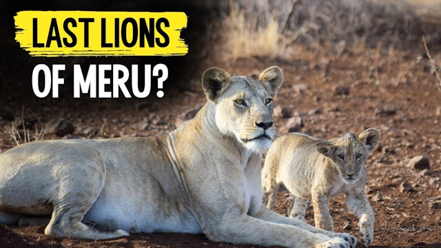 Last lions of Meru