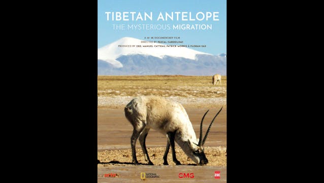 Tibetan Antelope Chiru Teaser WCFF2023