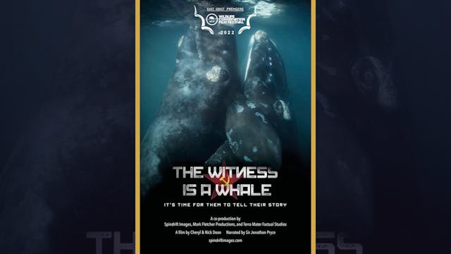 Witness is a Whale (Trailer)