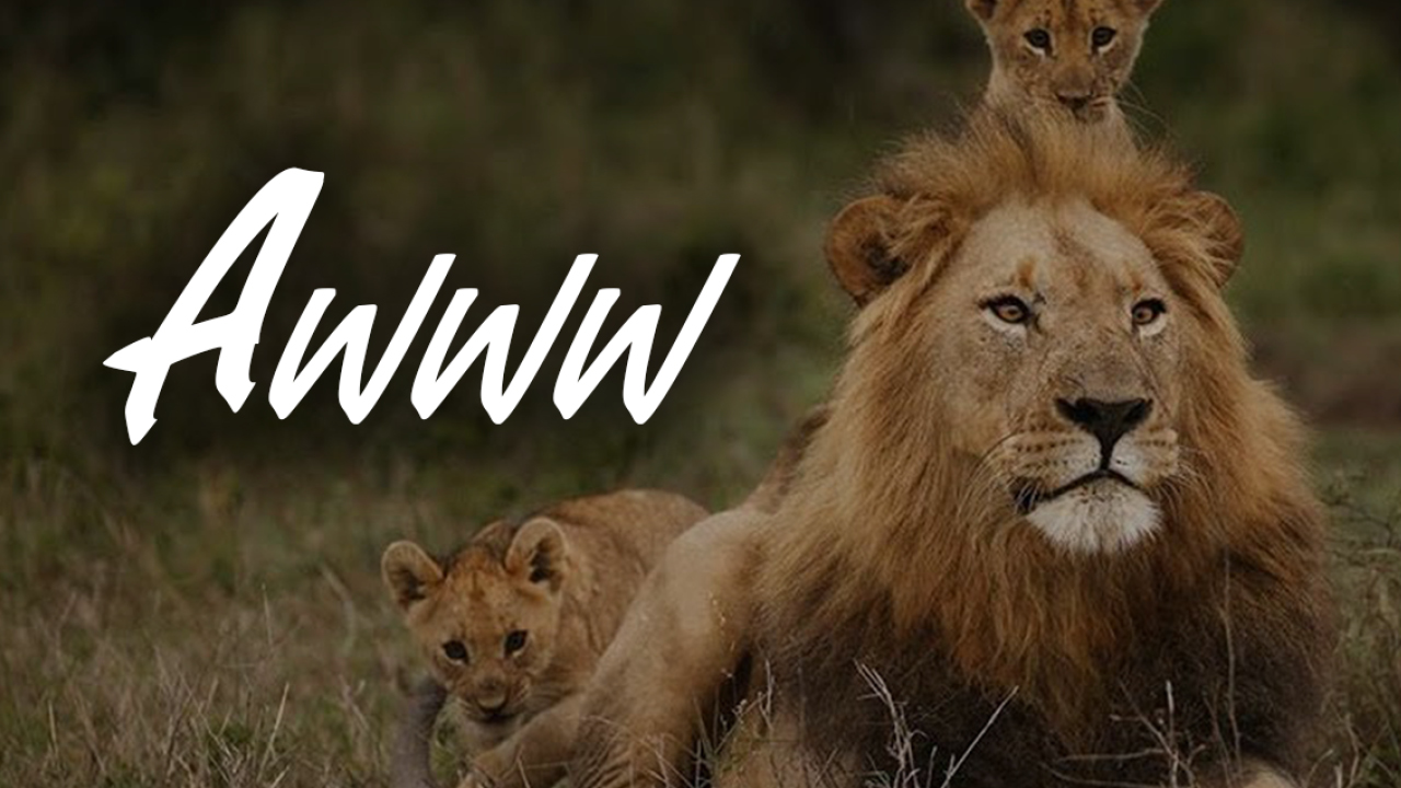 Awww