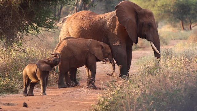 Lara visits the Serengeti - Elephants