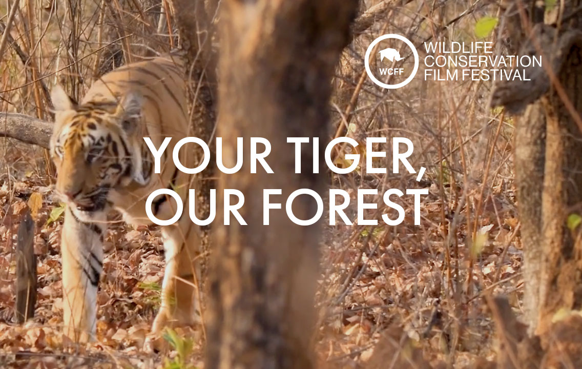 Your Tiger, Our Forest