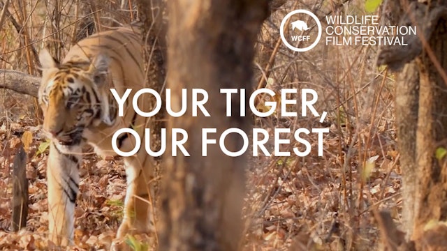 Your Tiger, Our Forest
