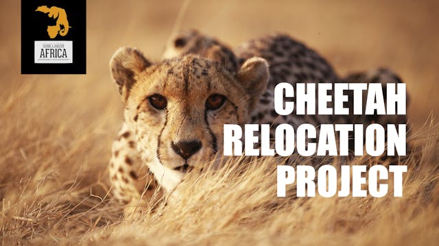 Over and Above Africa: Cheetah Reloca...