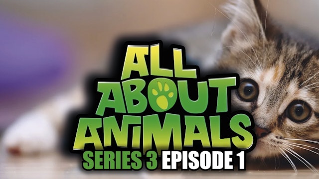 All About Animals - Series 3 - Episode 1
