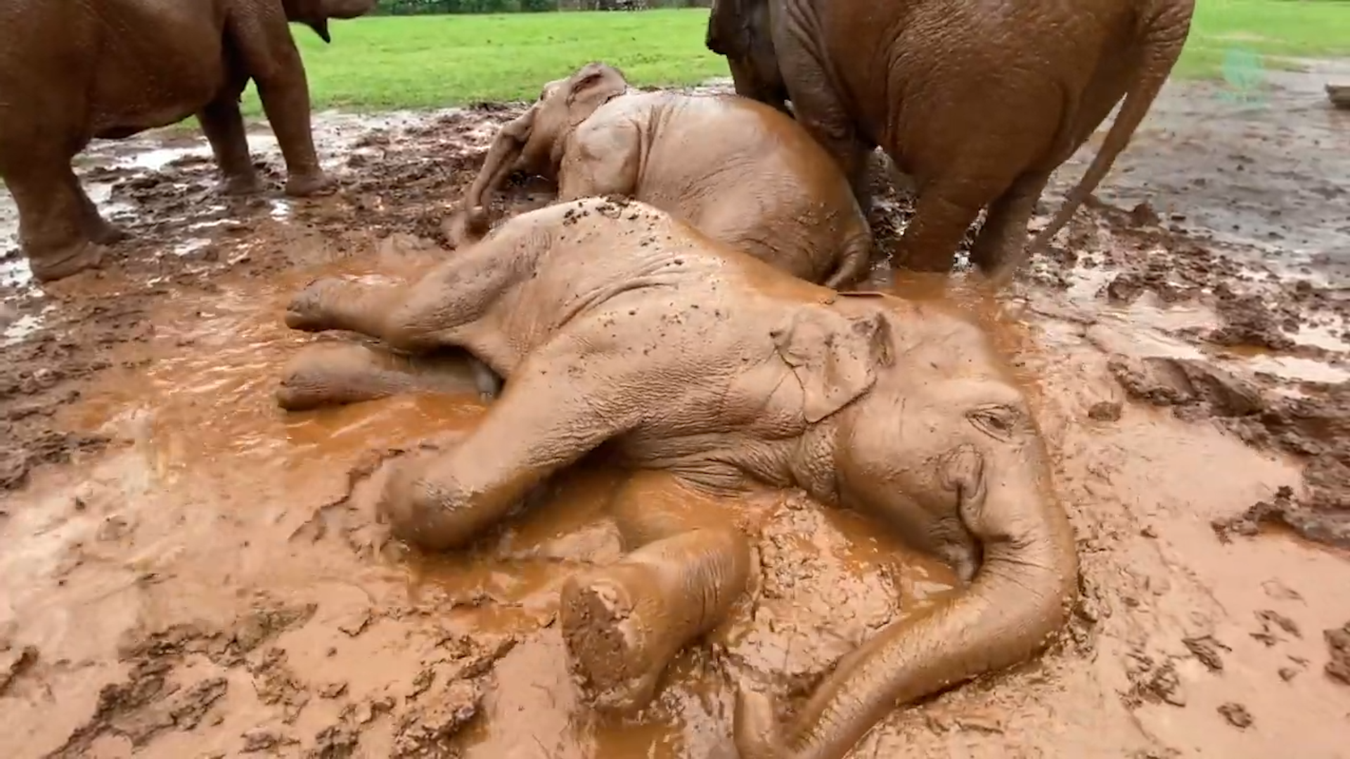 Baby elephant wants friend to play