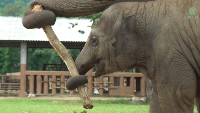Curious Baby Elephant Wan Mei And The Small Log