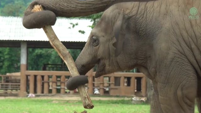 Curious Baby Elephant Wan Mei And The...