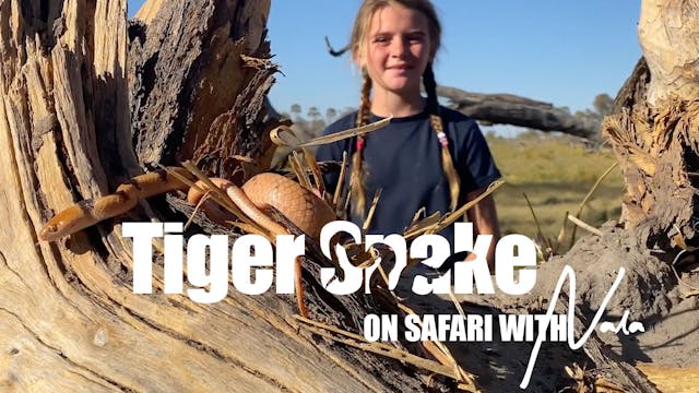 On Safari with Nala - Tiger Snake 
