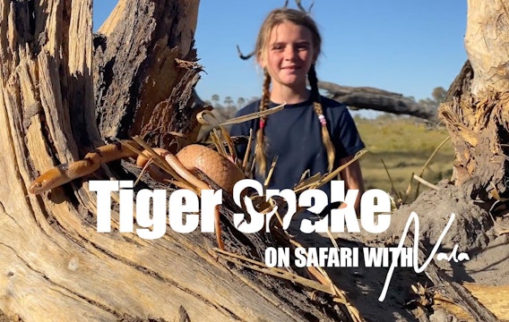 On Safari with Nala - Tiger Snake 
