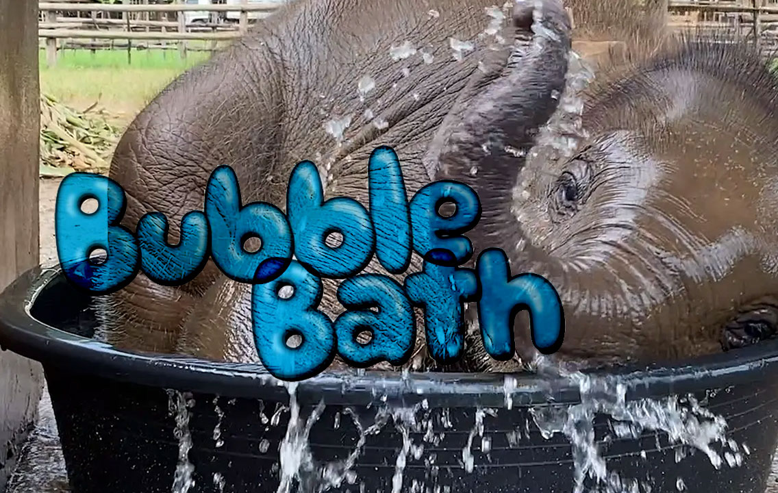 Baby elephant's first bath