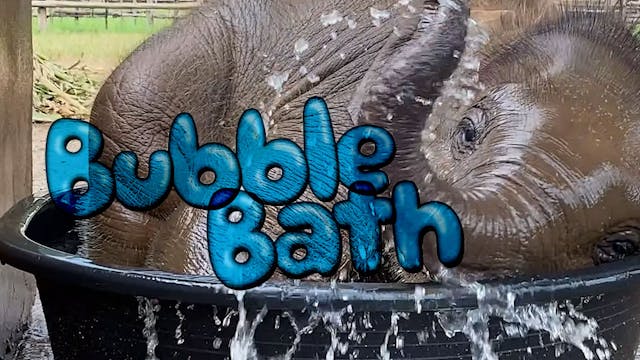 Baby elephant's first bath