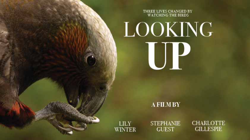 Looking Up WCFF 2025