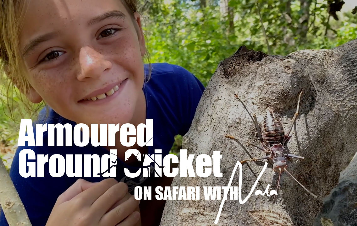 On Safari with Nala - Armoured Ground Cricket