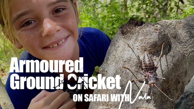 On Safari with Nala - Armoured Ground Cricket