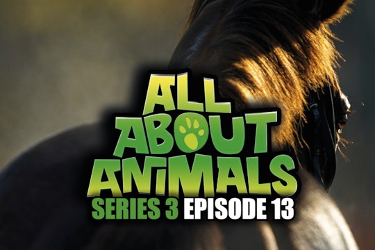 All About Animals - Series 3 - Episode 13