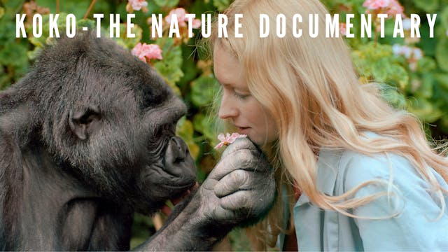 Koko - The Nature Documentary 