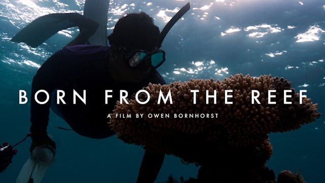 Born From The Reef WCFF 2025