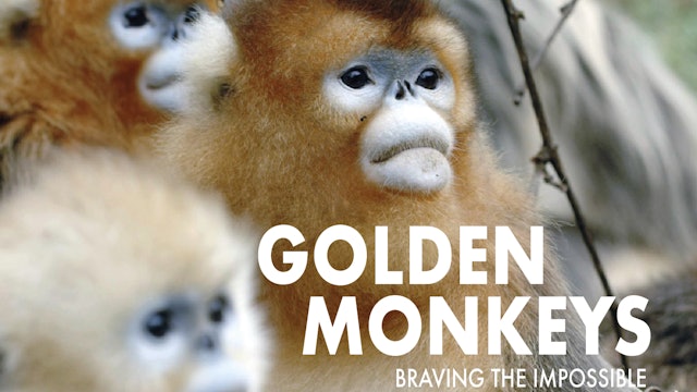 Golden Monkeys: Braving the Impossible 