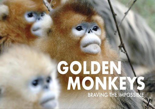 Golden Monkeys: Braving the Impossible 