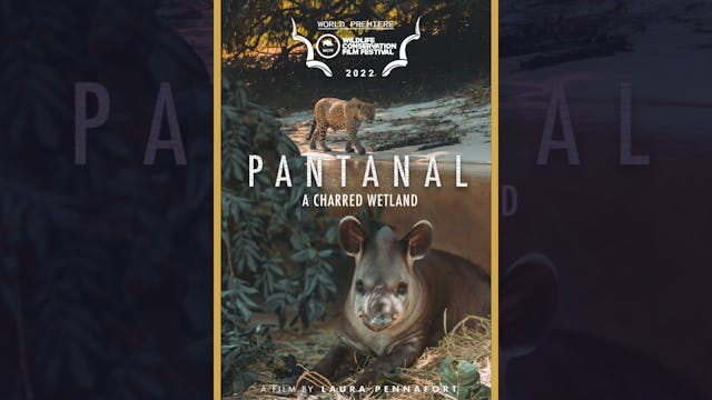 Pantanal: A Charred Wetland (Trailer)