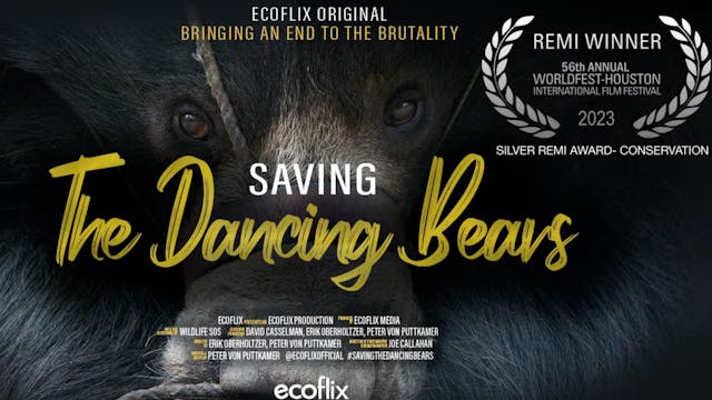 Saving the Dancing Bears Trailer