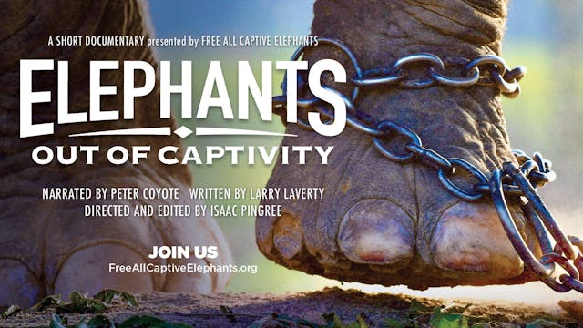 Elephants Out Of Captivity Trailer