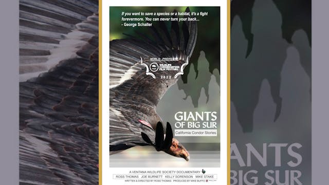Giants of Big Sur California Condor Stories