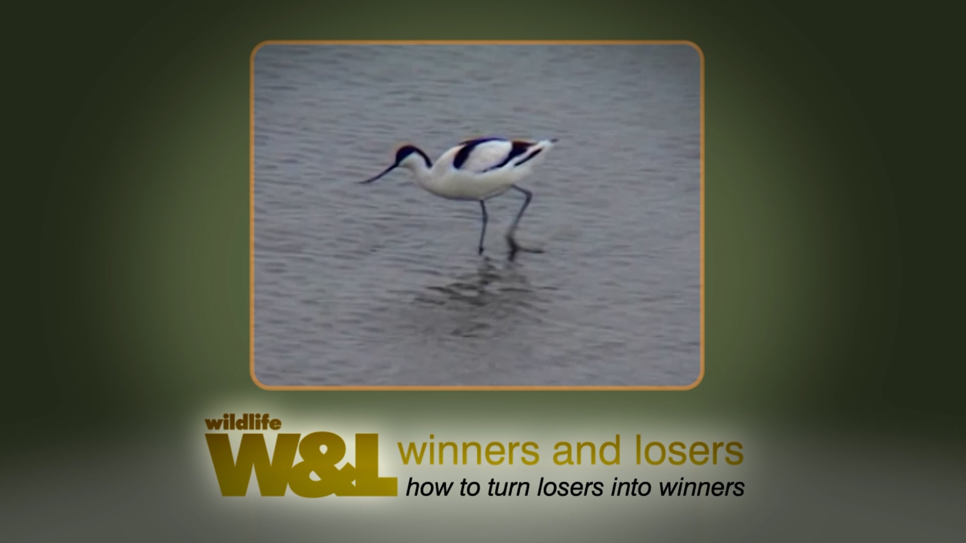 The Battle of the Beaks