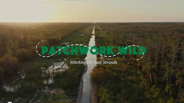 Patchwork Wild: Stitching the Last St...