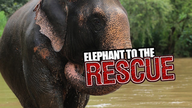Elephant to the rescue
