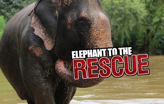 Elephant to the rescue