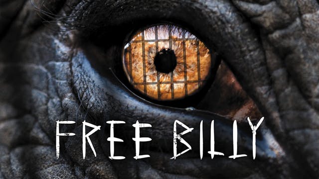 Free Billy