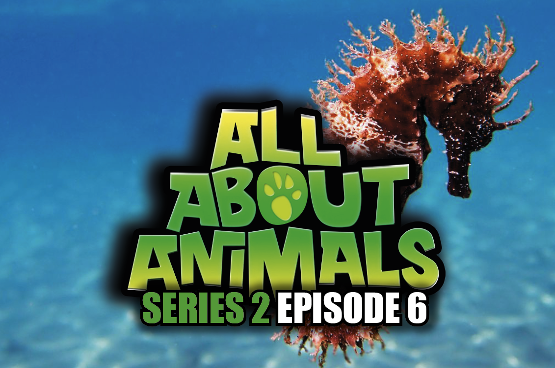 All About Animals - Series 2 - Episode 6