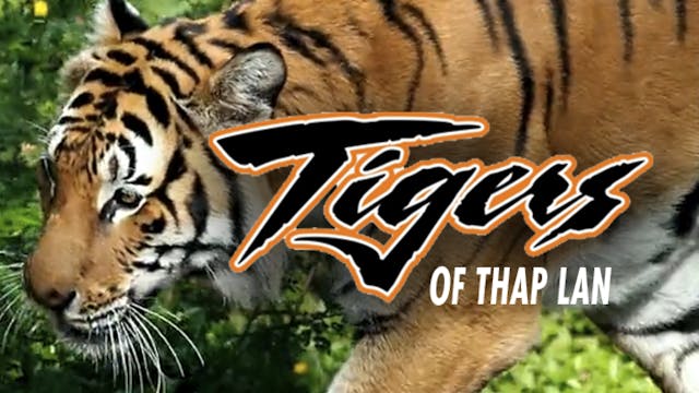 The Tigers of Thap Lan