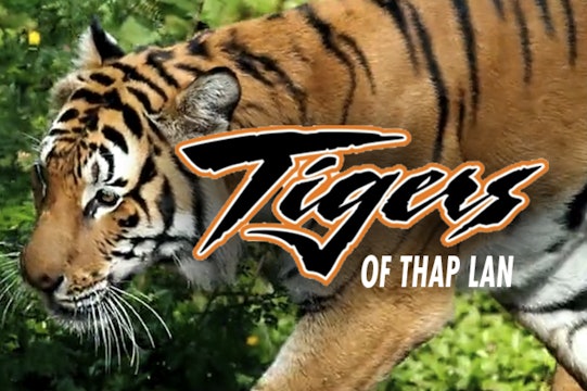 The Tigers of Thap Lan