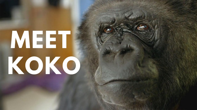 Meet Koko and The Gorilla Foundation