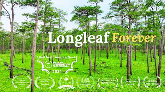 Longleaf Forever 