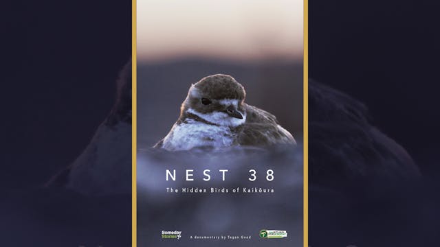 Nest 38