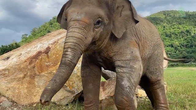 Baby elephant plays with stones