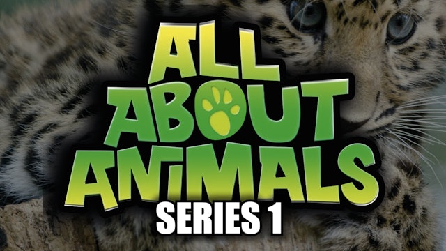 All About Animals - Series 1